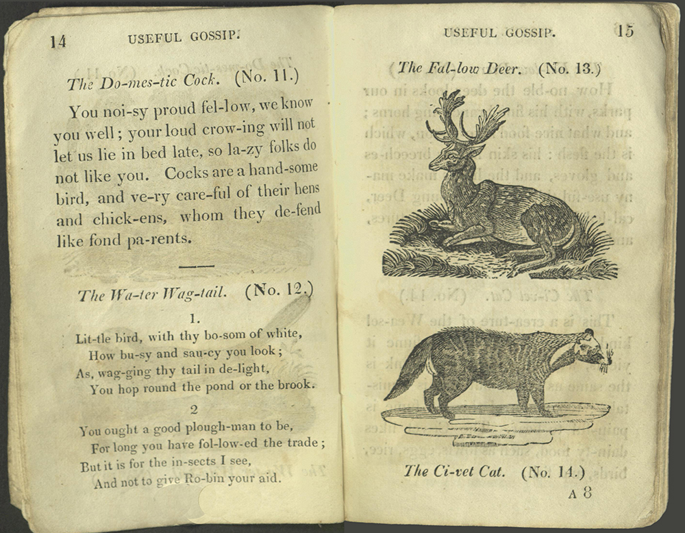 Text for Domestic Cock and Water Wagtail; images of Fallow Deer and Civet Cat